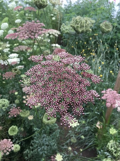 a bush with pink flowers